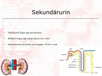 /album/sekundarurin/a6-utso%cc%88ndringsorganen-008-jpeg1/